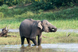 Sri Lankan Elephant - Ceylon-olifant - Elephas maximus maximus