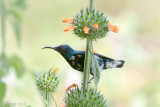 Loten's Sunbird - Lotens Honingzuiger - Nectarinia loteniat