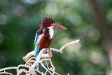 White-throated Kingfisher - Smyrna IJsvogel - Halcyon smyrnensis