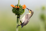 Loten's Sunbird - Lotens Honingzuiger - Nectarinia lotenia