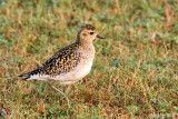 Pacific Golden Plover - Aziatische Goudplevier - Pluvialis fulva