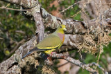 Orange-breasted Green Pigeon - Oranjeborstpapegaaiduif - Treron bicinctus