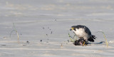 Netherlands, Terschelling: Peregrine Falcon