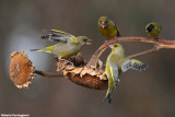 Carduelis chloris (greenfinch-verdone)