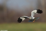 Circus cyaneus (hen harrier-albanella reale)