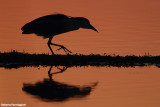 Nycticorax nycticorax (night heron-nitticora)