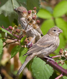 Finches