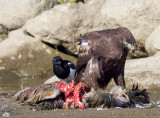 Hawks, Eagles and Falcons