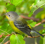 Warblers