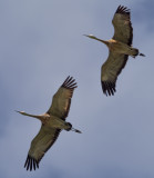Cranes