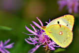 colias_croceus_navadni_senozetnik_