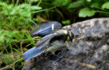 blue_tit_cyanistes_caeruleus__plavek
