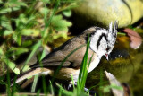 parus_cristatus__copasta_sinica_