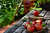 food__festive
