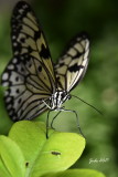 Les insectes, papillons, chenilles etc.