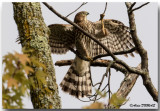 Éperviers de Cooper - Cooper's Hawks