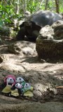 The Pandafords visit the Galapagos Giant Tortoise Breeding Centre