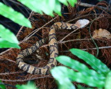 gators_and_misc_creatures