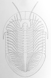 Restoration of Isotelus gigas, Fig. 9 in Raymond (1920), based on Walcott's thin sections and a specimen from Ohio.