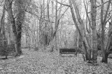 Bench in the wood, December 2018.jpg