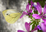 Insects