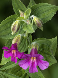 Monkey flowers, Paradise Meadow, Mt. Rainier National Park, WA
