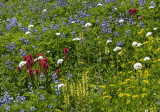 Paintbrush, Lupine, Arnica, Lousewort, and Valerian, Paradise Meadow, Mt. Rainier National Park, WA