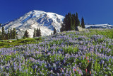 Paradise Meadow, Mt. Rainier National Park, WA