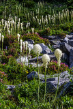 Beargrass, Mt. Rainier National Park, WA