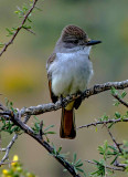 Ash-throated Flycatcher, Pleasant Lake Regional Park, AZ
