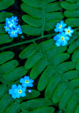 Forget-me-nots and fern frond, Ridges Sanctuary, WI