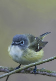 Blue-headed Vireo, Magee Marsh, OH
