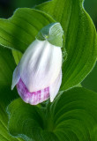 Showy Lady's-slipper debuting, Ridges Sanctuary, Door County, WI