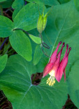 Columbine, Ridges Sanctuary, Door County, WI