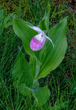 Showy Lady's-slipper, Ridges Sanctuary, Door County, WI