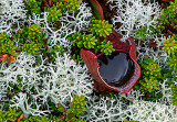 Pitcher Plant in Eagle Point Bog, Roosevelt Campobello International Park, Canada/United States