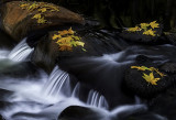Fallen Sycamore leaves along wet Beaver Creek, Wet Beaver Creek Wilderness, AZ
