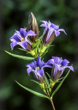 Downey Gentian, Chiwaukee Prairie, Kenosha County, WI