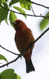 Scarlet Tanager, Magee Marsh, OH