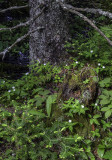 Star Flower, Ridges Sanctuary, Door County, WI