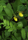 Yellow Lady's-slipper and Solomon Seal, Ridges Sanctuary, Door County, WI