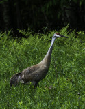 Sandhill Crane, Ridges Sanctuary (Logan Creek Section), Door County, WI