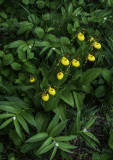 Ten Yellow Lady's-slippers, Ridges Sanctuary, Door County, WI