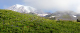 Paradise Meadow, Mt. Rainier National Park, WA