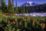 Mt. Rainier National Park, WA
