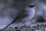 Birds of Southeastern, Arizona