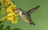 Hummingbirds