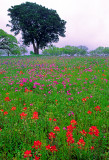 (TW3) Johnson Ranch near Johnson City, TX