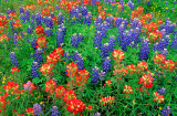 (TW1) Bluebonnets and Texas paintbrush, Washington County, TX