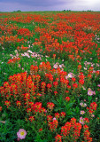 (TW5) Texas paintbrush and Mexican primrose, Washington County, TX